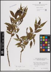 Foto von Salix fragilis L.